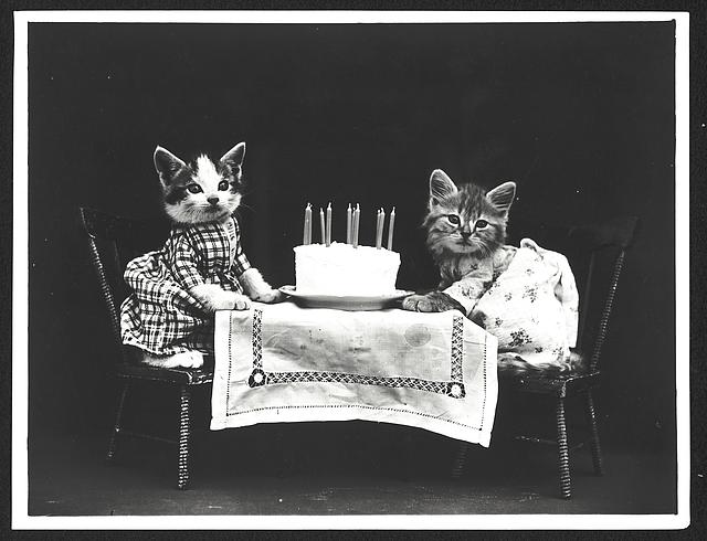 a photograph of cats posed like they are at a birthday party